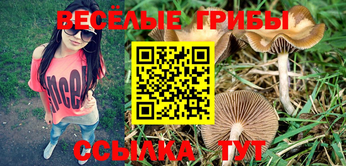 Псилоцибиновые грибы Psilocybe Лабытнанги